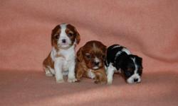 Cavalier King Charles Spaniel Puppies For Sale
Westchester Puppies specializes in the sale of healthy puppies and kittens from certified breeders, with whom we have enjoyed long-standing relationships. Our puppies are home-raised and responsibly bred for