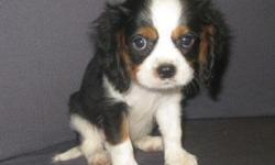 1 Male Tri-Color Cavalier King Charles Spaniel born on 6-4-11. UTD on shots and comes with a health warranty.
*?* Credit Cards Accepted (Visa/MasterCard???)
** Financing Available (Please Inquire)
** Shipping Available
** Microchipped ?
** AKC Registered
