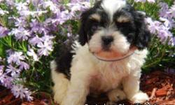 1 Male Cavapoo (Cavalier King Charles/Toy Poodle) born on 3-7-11. UTD on shots and comes with a health warranty.
For More Info
Call/Text: 262-994-3007Â­Â­
** Credit Cards Accepted (Visa/MasterCardÂ­Â­Â­Â­Â­)
*Â­Â­* Financing Available
** Shipping Available