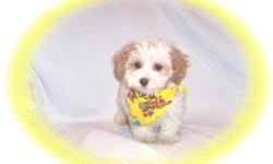 This baby boy is a sweetie. He is a Cavailer King Charles Spaniel and Poodle mix.He is micro chipped. He comes with his first series of shots, wormings and a Vet Health Certificate. He also comes with a complete puppy packet that includes a beautiful pet