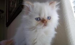 Beautiful cfa registered Flame point Himalayan/Persian male kitten 9 weeks old. born 5-10-11
first shots wormed and Vet checked , he is healthy with Vet Report he is litter box trained
He is eating . playing and having toooo much fun so its time for him
