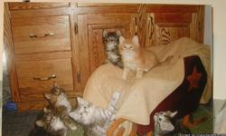 Maine Coon kittens Males and Females $400 and up . Brown , silver, patch and red tabbies . Ready to bring joy to your home at the end of June . Deposits will hold . These guys are very active and fun. We have been raising Maine coons for quite some time
