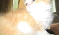 Persian Himalayan Kittens Ready Now 3122089982 www.lovepersians.com