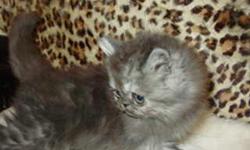 CFA Persian Kitten -- Long Hair & gorgeous $250.00 Female (936) 200-0177