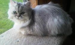 Persian Kitten will be a year on June 29th 2011. She is a large female she will be up to date on shots, she loves to play, she comes with a health guarantee, and she is sweet. She has not been registered yet however, she can be fully registered through