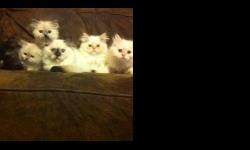 CFA Persian Kittens- Himalayan Blue Cream Points, Tortie Point, and Flame Point Female, and Toritie Shell Persian.&nbsp; Prices vary depending on quality of kitten..ALL come with first shots/vet check/worming and health guarantee.&nbsp; All Kittens are