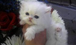 CFA Persian kittens available.Cute! We have some of the friendliest kittens/cats.First shot/worming/advice/etc.Health guar.Available at this time 2 white doll males 350.00.1 blue extreme&nbsp;male 500.00.Babies will be ready to go home in december.dep. to