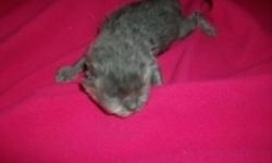 CFA registered Persian Kittens, PKD NEG, ringworm and leukemia free. They were born Aug 19 & 20th. They can go home when they are 8 weeks old. . Will be vaccinated, dewormed, and come with a health guarantee. Grand Champion and Champion bloodlines..Prices