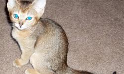 We have a gorgeous and healthy CFA reg. Abyssinian male that are ready now ! He's ruddy and comes with a 2 yr. health guarantee , current vaccinations , health record, and CFA reg.&nbsp; 100 % litter box trained and pre spoiled ! www.shalimar.webs.com