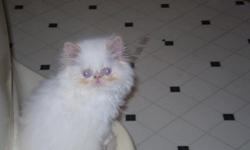 We have a couple Himalayan Kittens ranging in age from 13 weeks to 8 weeks old. We have 1 Cream Point male ready for his forever home now. We have 1 Bluecream Point Female 8 weeks old who will be ready for her forever home in the next 4 to 6 weeks. We