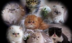OFFERING: Gorgeous CFA Registered Purebred Persian & Himalayan kittens of most colors.. Breeder/show & Pet Quality....very playful and loveable, enjoy running our house with other cats & children. 1st shot & written health guarantee included. EMAIL: