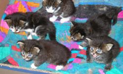 CFA registered Maine Coon Kittens . 4 ready now . Brown with white mackerals , brown mackerals and classics. Silver and white available as well
2 litters to choose from . Champion bloodlines . Parents on site . Litter one has had their first shots and
