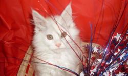 Kitten of the week availble for $350.&nbsp; CFA registered Maine Coon kittens, best of the best from Maine!&nbsp; First distemper/worming, vet checked and felv neg.&nbsp; Check out pics at www.coldstreamcattery.com&nbsp; You won't be disappointed with one