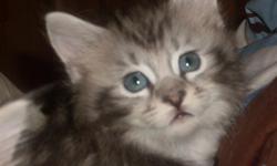 Shipping available for $250, CFA registered Maine Coon kittens, best of the best from Maine!&nbsp; First distemper/worming, vet checked and felv neg.&nbsp; Check out pics at www.coldstreamcattery.com&nbsp; You wont be disappointed with one of these