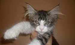CFA registered Maine Coon kittens, best of the best from Maine!&nbsp; First distemper/worming, vet checked and felv neg.&nbsp; You won't be disappointed with one of these babies.&nbsp;&nbsp;&nbsp; Check out pics at www.coldstreamcattery.com&nbsp; --,