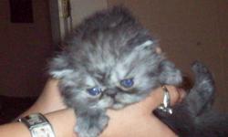 cfa registered persian kittens
born 6/22/2010....I have 4 males..
..http://persiankittens4sale.com/
taking deposits now....I am located in Hope , Arkansas
870-318-7867