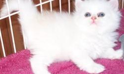 Two Persian Kittens very sweet will be up to date on age related shots, come with written health guarantee, written contract, they are use to baths, and they are ready for their new homes. If interested please email me.
I live in Kentucky and can meet in