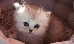 CFA Registered Persian Kittens that are currently 5 weeks old. They will come with a written contract, up to date on age related shots, health guarantee, and they will be use to taking baths. A non refundable deposit will hold your kitten until they are