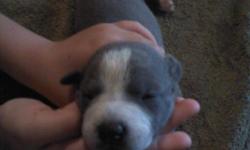 Pups born on 08/09/11. Purple Ribbon Champion bloodlines, Health guaranteed, First shots, de-wormed, will be ready to go to a good home on 09/13/11. $300-$500. Please see bluemoonpits.com Please call or text 623-694-1400.
Contact: (623) 694-1400