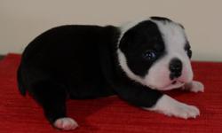 2 male boston terrier puppies. They are champion blood line. Have a nice mark.They are happy dog and good for kids. Asking price : $750
More information feel free to contact at yatanaporn@gmail.com or call 203-506-5422