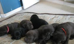 lab puppies 2 black and 4 chocolate. Please call Pam for info
Thanks