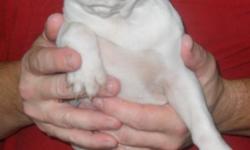 HEALTHY ,BEAUTIFUL ,FLAT FACES, AKC REG,UTD ON SHOTS,WORMINGS,HEALTH GUARANTEE, ONE FEMALE IS HONEY PIED,ONE BRINDLE/WHITE PIED, THE DAM FREE WHELPED LITTER. 5 MONTHS OLD
SWEETANGELPAWS4U.COM