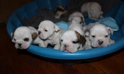 &nbsp;
purebred english bulldog puppies for sale champion&nbsp;bloodline pedigree akc registered w papers. $1500 males $1800 females 2 pure white females $2500&nbsp;each. 5 girls 2 boys. pupies were born on june 20th and wont be ready for new homes until