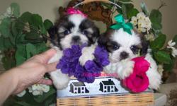 Elegant Imperial, Standard and Tiny Shih Tzu Puppies. Champion Lines!!! Some of the Most Beautiful in the World!! Beautiful Babydoll Faces, Short Flat Faces, Fabulous Thick Luxurious Coats, Big Beautiful Eyes, Short Compact Bodies. Loving Personalities