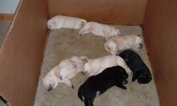 Champion line labrador puppies ready to pick, we have yellow and black please give us a call to view them [501]664-7274