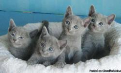 russian blue hypoallergenic cats
