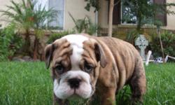An 8 week old Champion Sired AKC English Bulldog for Adoption. Comes from great champion bloodlines with beautiful markings and the first round of shots. For an appointment please contact me @ 850-414-3900