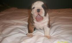 Male English Bulldog puppy, 7 weeks old,gorgeous red brindle and white. Great movement and great pedigree. Show quality. Ellensburg