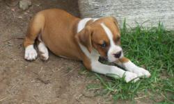 Charismatic Boxer puppies available for good home, Please for more information and update pictures of the puppies available contact e via swartnife@yahoo.com