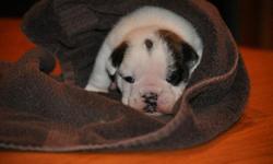 Charming Adorable English Bulldog Puppies for X-Mass Gift text me now at () - please contact me back for more pics and their details which says every thing about their life being.