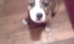 HI i have a girl pit good with kids and about 8 to 10 weeks old and comes with a kinal/dog house call us at 2547026339