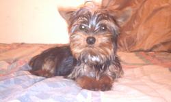 We have a Yorkshire Terrier puppy that we are trying to sell this week because of limited space in the kennel so for this week only we are selling him for 400 dollars.
please call 910-890-2148 to get him today