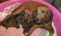 Ever see the movie "Where The Red Fern Grows" and think to yourself... I'd love one of those puppies?? Here is your chance!!!
We have for sale... UKC 'PR' Redbone Coonhound Puppies. Very good bloodlines. There are 2 males and 6 females to choose from.