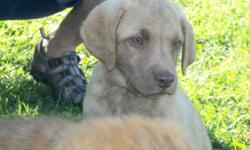 Chesapeake Bay Retriever Puppies
Born June 16, 2011
4 Males & 5 Females
Dam is AKC Deadgrass, natural born retriever, amazing swimmer, die hard attitude. She is amazing for waterfowl. 80lbs
Sire is from Arizona, Sedge AKC, professionally trained hunting