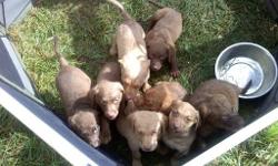 These puppies are pure breed with a great temperament. This breed is known for being great hunting dogs as well loyal to their owners. Asking $300 for brown or $350 for deadgrass. Parents on premises. If interested please call Jeff Moot -- or --