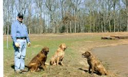 After 40 yrs raising and training retrievers, I am selling my Chesapeake gun dogs:
1 - Chocolate male, 1 yr. started, $600.00 SOLD
1 - Chocolate female, 4 yrs. hunting, $700.00
1 - Dead straw male, 4 yrs. hunting, $700.00
All have excellent dispositions,