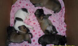 I have four puppies available. The mother is purebred Jack Russell and the father is a Chi-pom. They were born May 2nd and will be available the last week of June. She had a litter of 5, but we have decided to keep the only male ( I wish we could keep