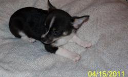 We have a sweet little Chi-Pom(Chihuahua/Pomeranian) puppy for sale. Family raised. We have one female. She is 8 weeks old. She is great around kids and other dogs. She has been dewormed and all shots to date. She is doing great with the litterbox