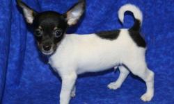 1 Male Chi-Rat (Chihuahua/Rat? Terrier) born on 5-29-11. UTD on shots and comes with a health warranty.
*?* Credit Cards Accepted (Visa/MasterCard????)
** Financing Available (Please Inquire)
** Shipping Available
For More Info
Call/Text: 262-994-3007??
