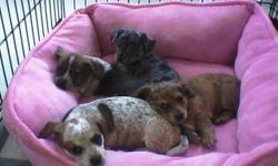 CHIWEENIES..
Mother Reg Double Dapple PieBald Daschund..
Father Reg Blue Merle Chiuahua..
3 Females, one long haired!!!!
1 Male
Small, cute, LOVE people
Call and make us on offer on these cuties!!!