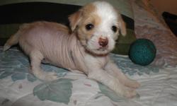 For Sale: Newest and hottest breed Chi Chi?s are now available
Breed: Chi-Chi
Designer/hybrid cross between a Chihuahua and Chinese Crested Hairless. Only four available for May 21st. Smooth coat male, Hairless male and female and Hairy Hairless female