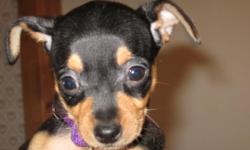 three ckc chi-pin (chihauhua- minpin ) puppies.. two black and tan( male and female) one chocolate and tan(male) all had first shots and wormed. are very playful and loveable... will be ready togo on 3-11 .. will hurt to see go, but need to give others