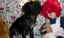 Two Chi Poos born March 18, one female and one male. Black in color, Mom a poodle and Dad a Chihuahua. Dewormed, second shot given, Vet has been visited and puppies have a clean bill of health. They are small in build the male being the smaller one. Both