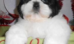 ~*^Visitors Welcome: Hug-A-Pup "THE PUPPY SPECIALIST" 4950 W. Irving Park Rd. Chicago,Il. 60641...(JUST OFF 90/94)&nbsp; **PLENTY OF PARKING** Please Call: "Susan" -- or" --. Come Meet our Friendly & Knowledgeable Staff.&nbsp; Gorgeous Shih Tzu babies,