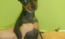 Puppy 4 Month Chihuahua Male all vaccines First Vet Free