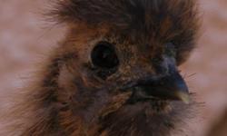 Bearded Bantam Silkie Chicks and Young Adults Available Now Dec 2010--Jan 2011
Chicks 1-3 month in Splash, Black, and Partridge.
Young adults 5+ months in Partridge,
NPIP,
Ship nationwide.
E-mail for free information package.
As Featured on the Tori and